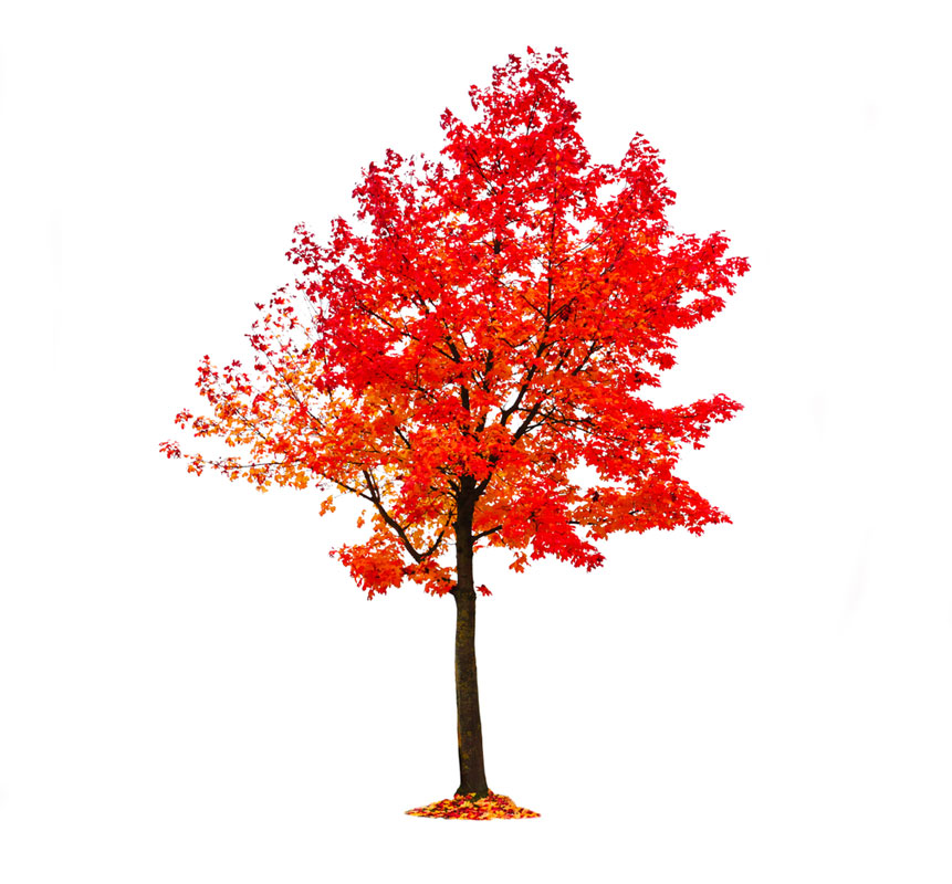 نهال افرا قرمز